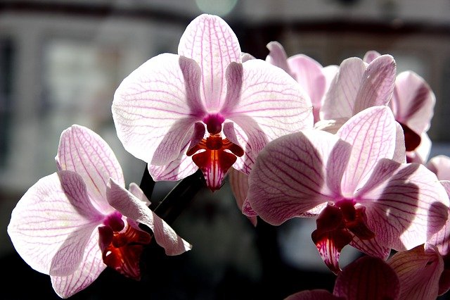胡蝶蘭の花ピンク